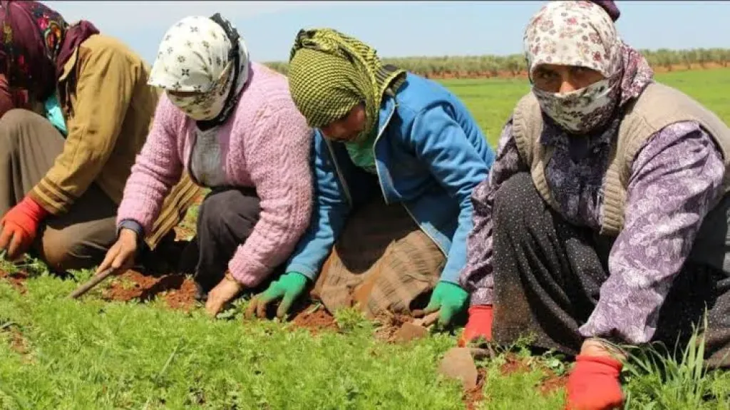 مستشار وزير الزراعة: المزارع المصري يقف عاجزًا أمام التغيرات المناخية