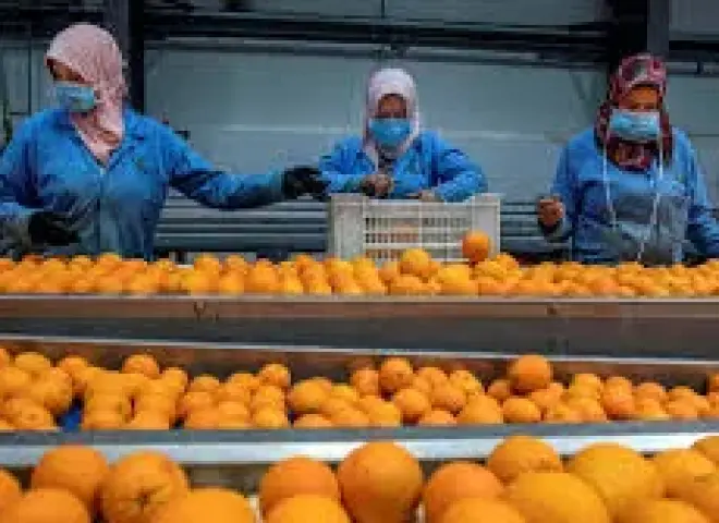 وزير الزراعة يعلن رقمًا قياسيًا جديدًا لصادرات مصر الزراعية