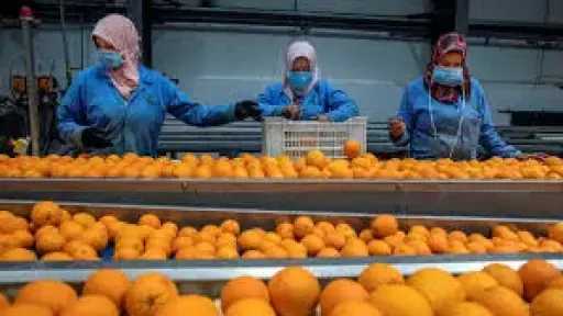 وزير الزراعة يعلن رقمًا قياسيًا جديدًا لصادرات مصر الزراعية
