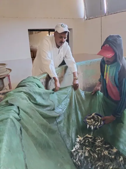 جهاز حماية وتنمية البحيرات والثروة السمكية يواصل تنفيذ خطة دعم وتنمية المخزون السمكي بالمصايد المصرية