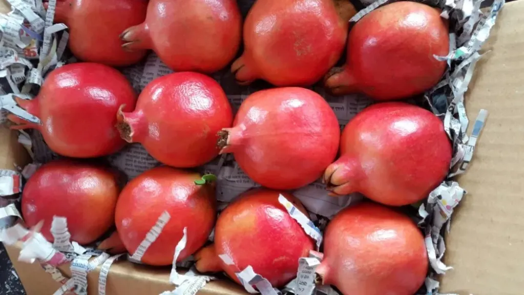 “الحجر الزراعى”: مفاوضات لفتح السوق البرازيلية أمام صادرات الرمان ونيوزيلندا للعنب