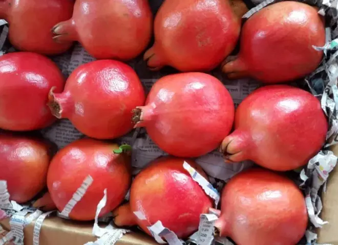 “الحجر الزراعى”: مفاوضات لفتح السوق البرازيلية أمام صادرات الرمان ونيوزيلندا للعنب