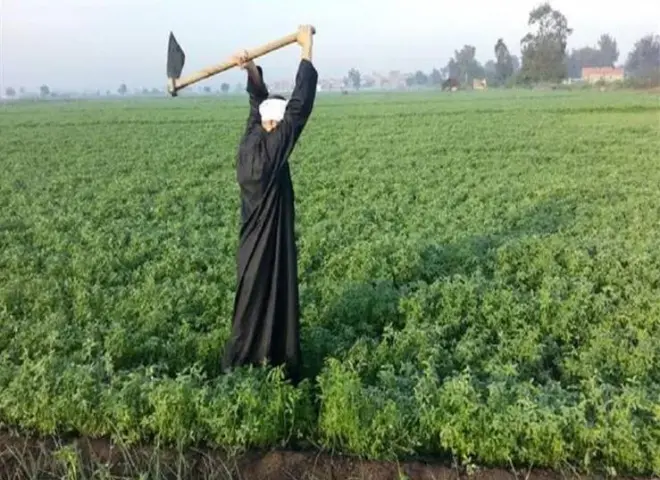 30.2 ٪ زيادة فى صافى قيمة الدخل الزراعى عام 2023/2024