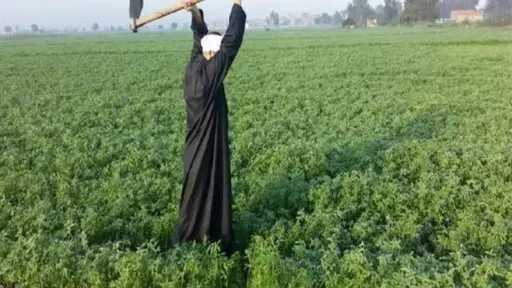 30.2 ٪ زيادة فى صافى قيمة الدخل الزراعى عام 2023/2024