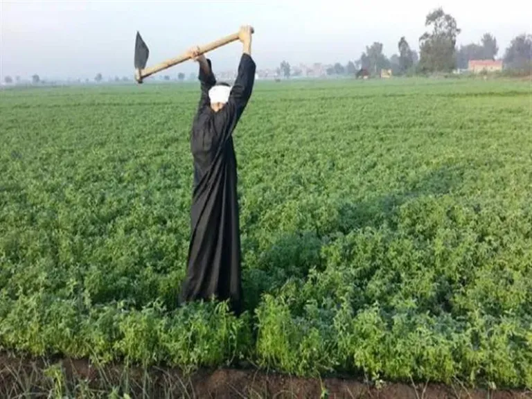 الحكومة تنفى عزوف المزارعين عن زراعة القمح