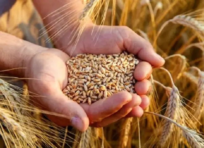 روسيا تخفض رسوم تصدير الحبوب إلى الصفر مع ضعف الأسعار العالمية