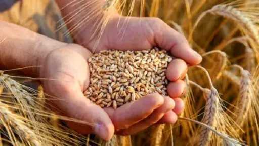 روسيا تخفض رسوم تصدير الحبوب إلى الصفر مع ضعف الأسعار العالمية