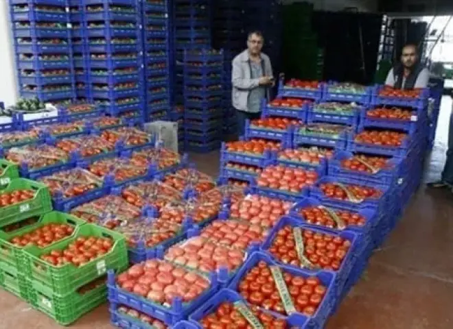 صادرات الحاصلات الزراعية تقفز إلى 8.8 مليون طن