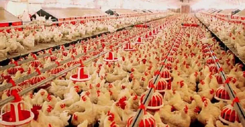 «كايرو ثري إيه» تستهدف رفع استثمارات «مصنعات الدواجن» إلى مليار جنيه