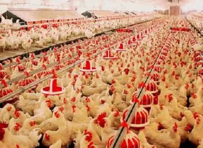 «كايرو ثري إيه» تستهدف رفع استثمارات «مصنعات الدواجن» إلى مليار جنيه