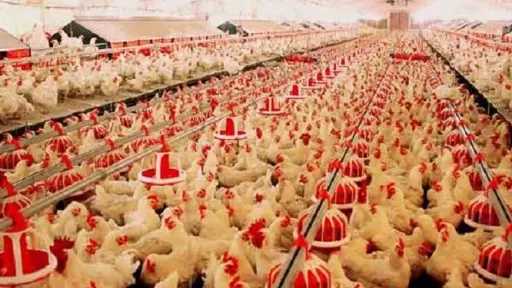 «كايرو ثري إيه» تستهدف رفع استثمارات «مصنعات الدواجن» إلى مليار جنيه