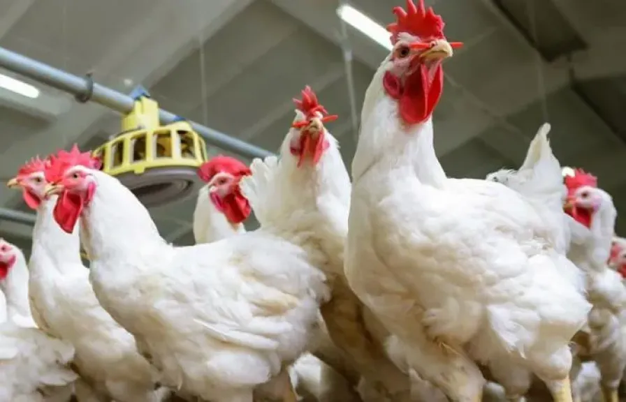 الزراعة: ننتج 2.3 مليون طن لحوم بيضاء