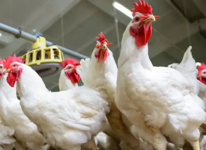 الزراعة: ننتج 2.3 مليون طن لحوم بيضاء