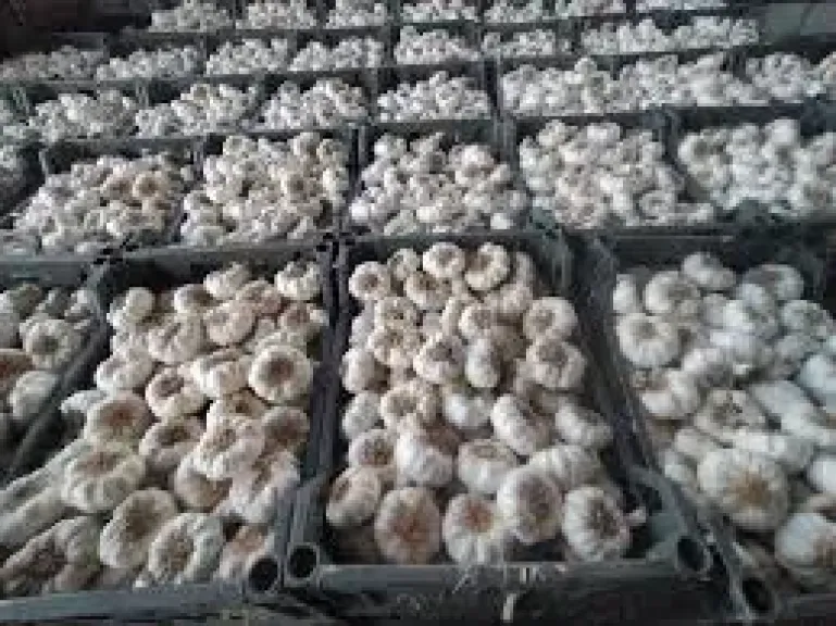 وزير الزراعة يعلن نجاح مصر في فتح السوق الفيتنامي أمام صادراتها من البصل والثوم