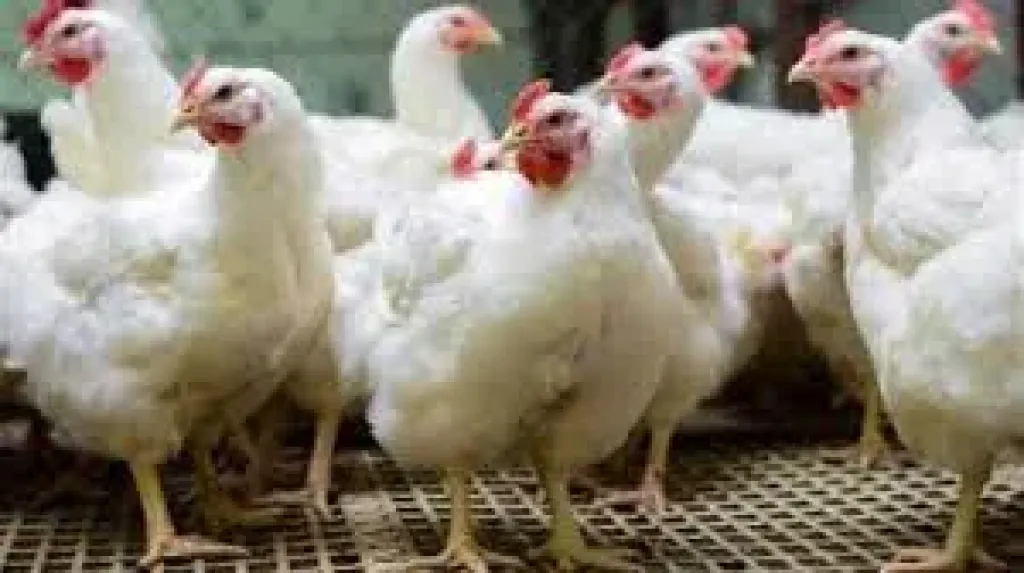اتحاد منتجي الدواجن: لا نقص في المعروض وارتفاع الأسعار مؤقت قبل رمضان