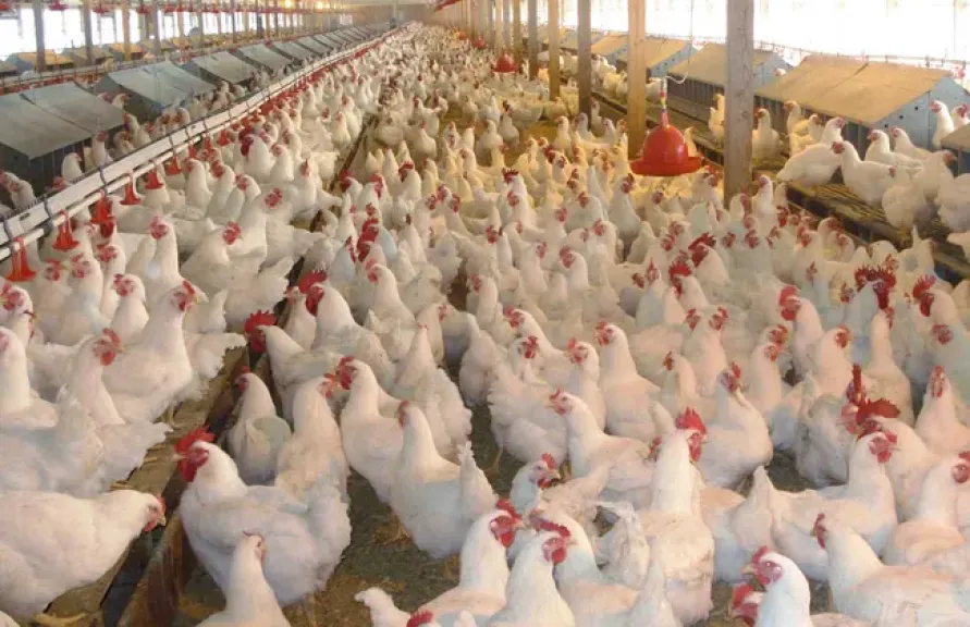 شعبة الدواجن: زيادة الإقبال سبب ارتفاع الأسعار