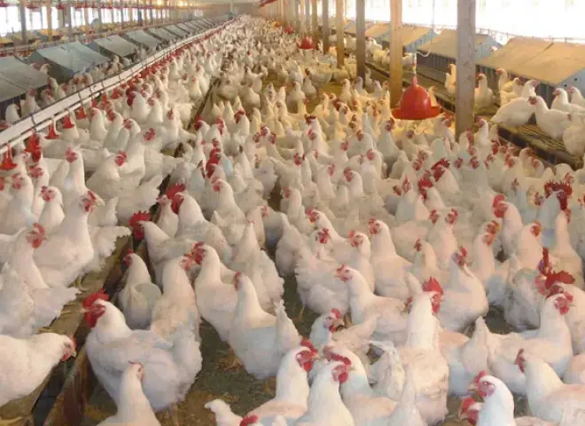 شعبة الدواجن: زيادة الإقبال سبب ارتفاع الأسعار