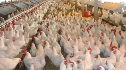 شعبة الدواجن: زيادة الإقبال سبب ارتفاع الأسعار