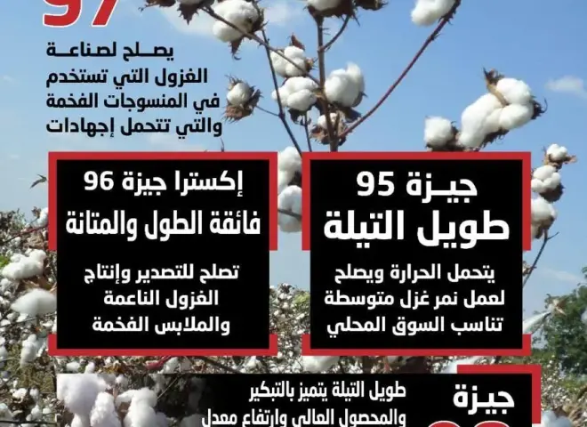 الزراعة” تعلن خريطة أصناف القطن المعتمدة لموسم 2026