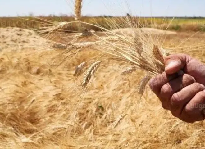 الزراعة: المساحة المنزرعة بالقمح زادت حوالي 500 ألف فدان