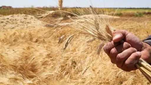 الزراعة: المساحة المنزرعة بالقمح زادت حوالي 500 ألف فدان
