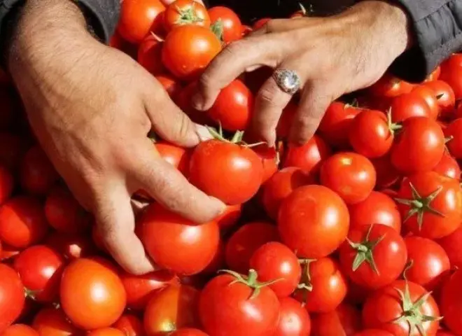 الزراعة: سعر كيلو الطماطم ينخفض إلى 25 جنيها خلال أيام