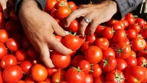 الزراعة: سعر كيلو الطماطم ينخفض إلى 25 جنيها خلال أيام