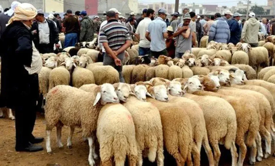 الزراعة تعلن خريطة استعدادت عيد الأضحى