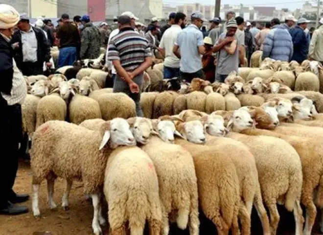 الزراعة تعلن خريطة استعدادت عيد الأضحى