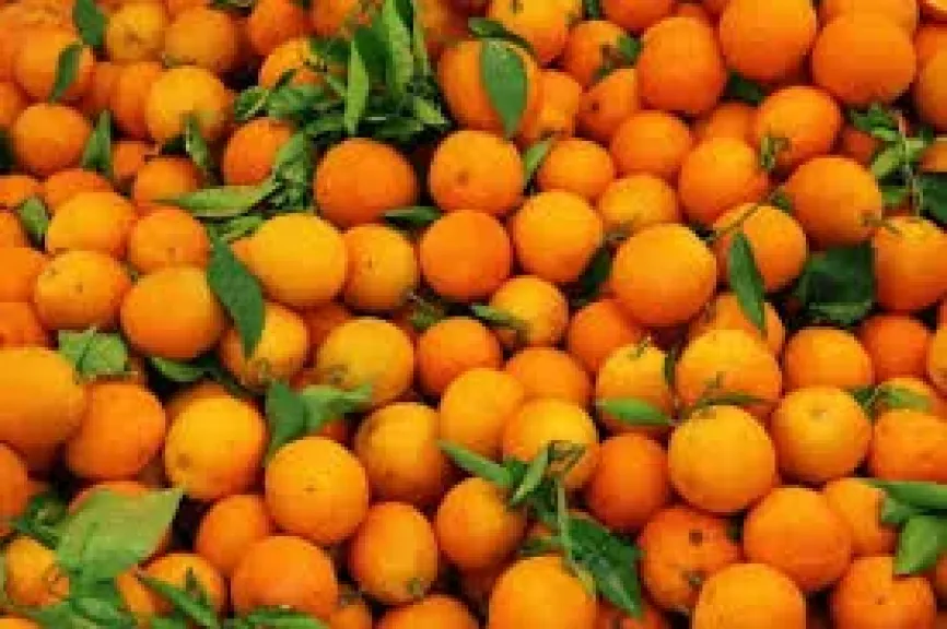 وزير الزراعة يعلن فتح 4 أسواق تصديرية جديدة لـ ”البرتقال والعنب وشتلات الفراولة” بالأمريكتين