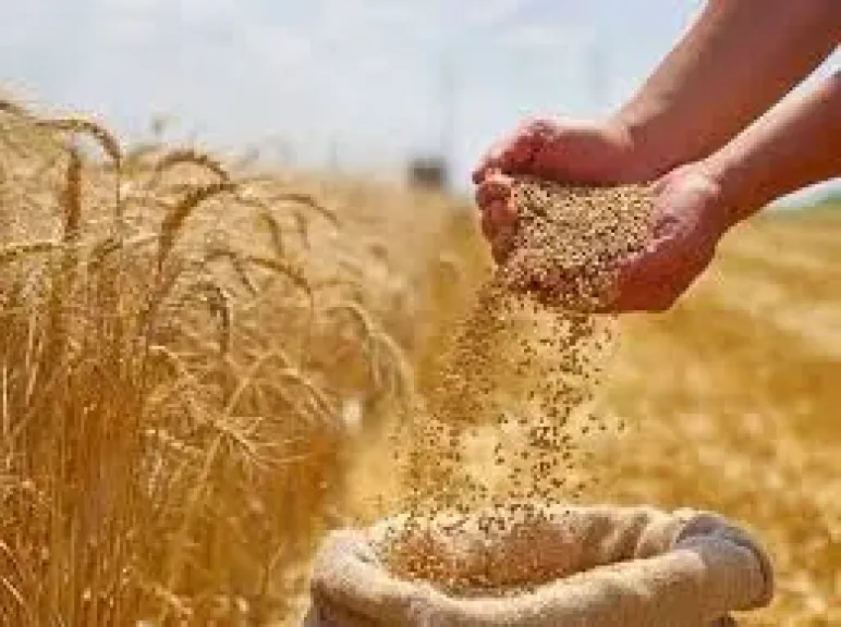تسعيرة القمح تشعل غضب مزارعي سوريا وسط مطالب برفعها
