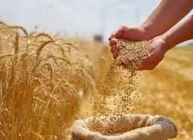 تسعيرة القمح تشعل غضب مزارعي سوريا وسط مطالب برفعها