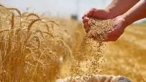 تسعيرة القمح تشعل غضب مزارعي سوريا وسط مطالب برفعها