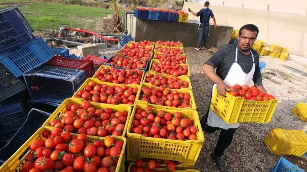 نجاح الصادرات المصرية الزراعية في اختراق 21 سوق جديداً