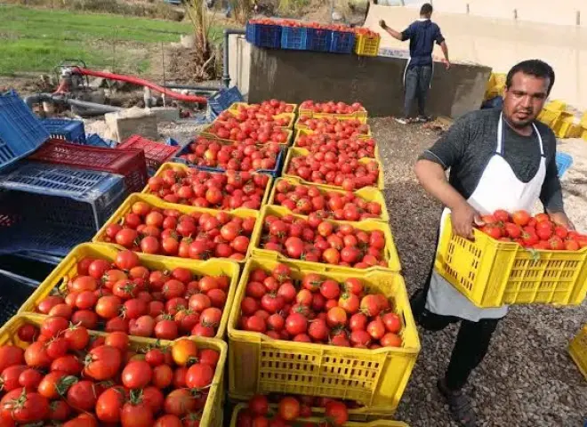 نجاح الصادرات المصرية الزراعية في اختراق 21 سوق جديداً