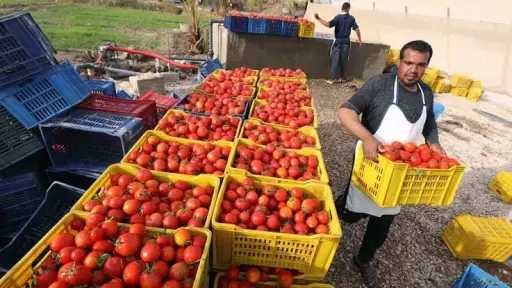 نجاح الصادرات المصرية الزراعية في اختراق 21 سوق جديداً