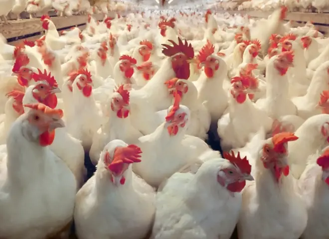 منتجو الدواجن يطالبون الحكومة بإطلاق مبادرة لتمويل دورات الإنتاج بفائدة 8%