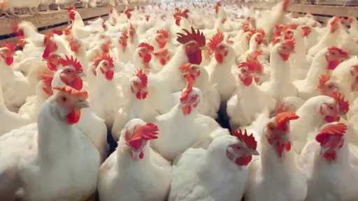 منتجو الدواجن يطالبون الحكومة بإطلاق مبادرة لتمويل دورات الإنتاج بفائدة 8%