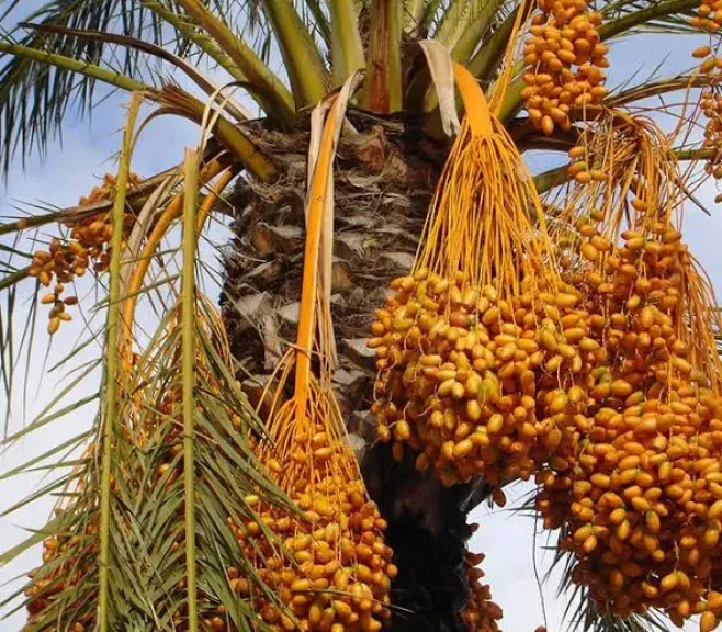 وزير الزراعة: مصر تتصدر الدول المنتجة للتمور عالميا بإنتاج 2.2 مليون طن سنويا