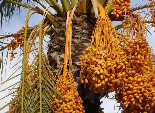 وزير الزراعة: مصر تتصدر الدول المنتجة للتمور عالميا بإنتاج 2.2 مليون طن سنويا
